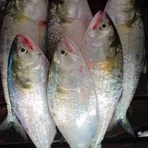৬ কেজিতে চার পিস ৩৫০০ টাকা