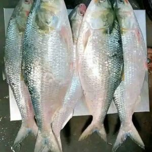 ৬ কেজিতে ছয় পিস ৩০০০ টাকা